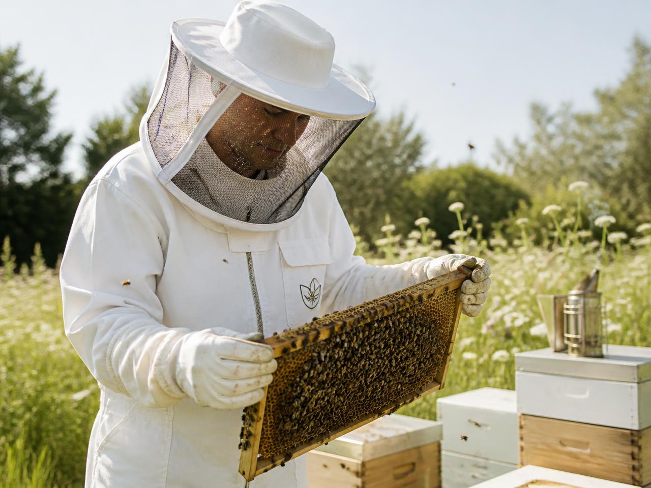 Beekeeper working with hive frames in warm natural light
